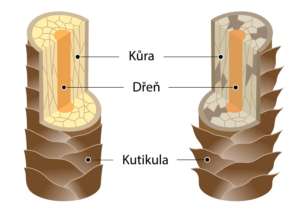 struktura vlasu